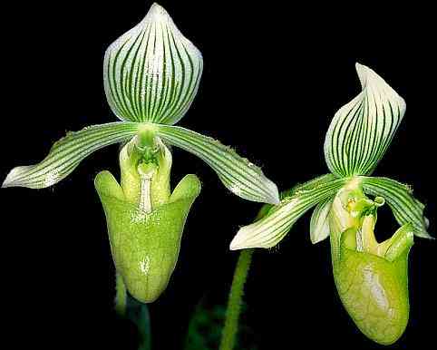 Paphiopedilum fowlei